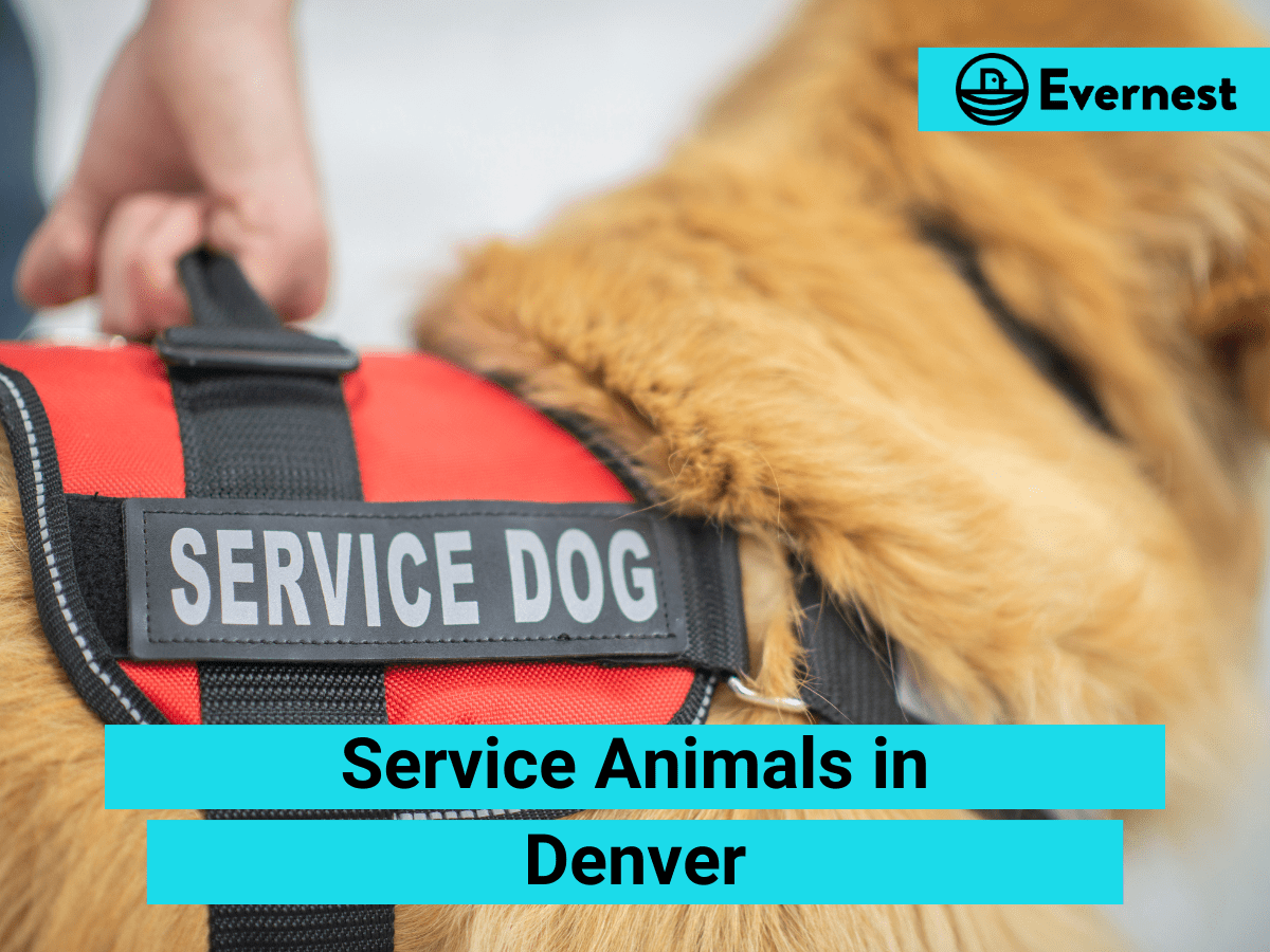 Service Animals: Everything Landlords Need to Know in Denver, Colorado